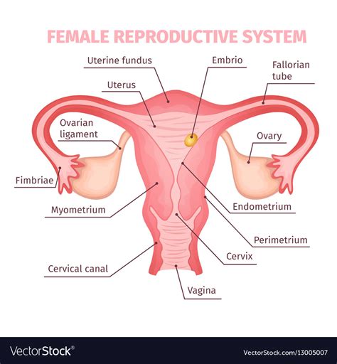 Female Reproductive System Scientific Template Vector Image