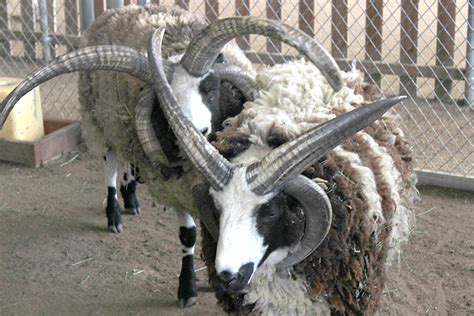 Jacob sheep in vernon bc. Jacob Four Horned Goat - Citrus College Clarion