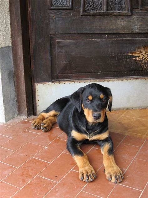 After delivering each pup, your dog will remove its birth membrane and clean it by licking, which also encourages the pup to breathe. PASCAL: Friends