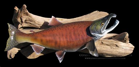 Kokanee Salmon Fish Mounts And Replicas By Coast To Coast