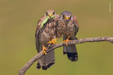 25 Fotos Incríveis Da Peoples Choice Do Concurso De Fotógrafo De Vida