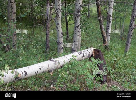 castor norteamericano de pie sobre patas traseras mientras corta el tronco tembloroso del árbol