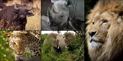 Africas Big 5 Free Stock Photo Public Domain Pictures