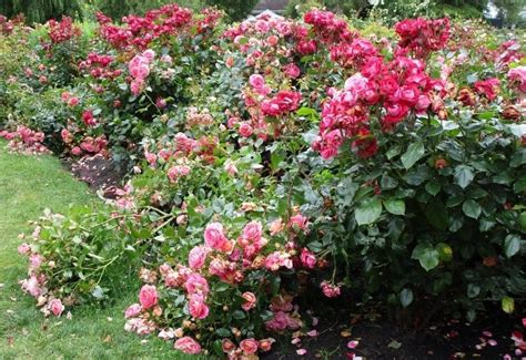 What Are Floribunda Roses