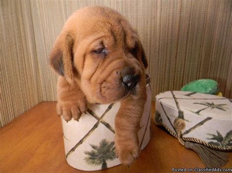 Furry babies has the sweetest, most charming. 13 best Walrus puppies images on Pinterest | Basset hound ...