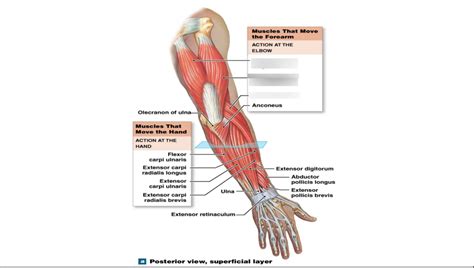 Muscles That Move The Forearm Posterior View Diagram Quizlet