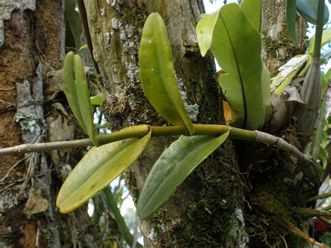 Dendrobium Crumenatum Orchidaceae