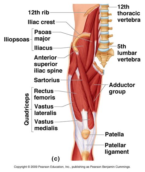 The rectus femoris muscle originates from the anterior inferior iliac spine, and the upper edge of the acetabulum, while it inserts into the tibial. Anterior hip & thigh muscles (and other anatomy as well ...