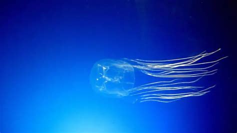 Box Jellyfish Facts For Kids Learn Everything About Box Jellyfish