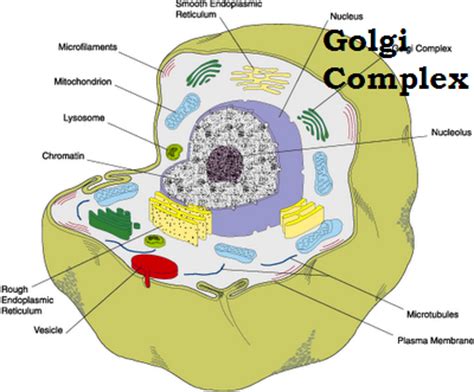 Golgi apparatus plant or animal cell. cells - Science Bio with Chase at Mount Sinai High School ...