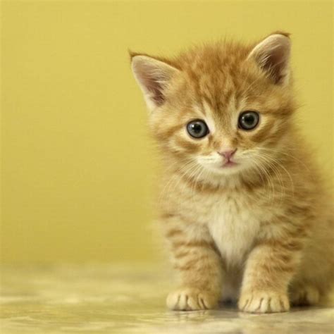 10 New Cute Baby Kitten Pics Full Hd 1920×1080 For Pc