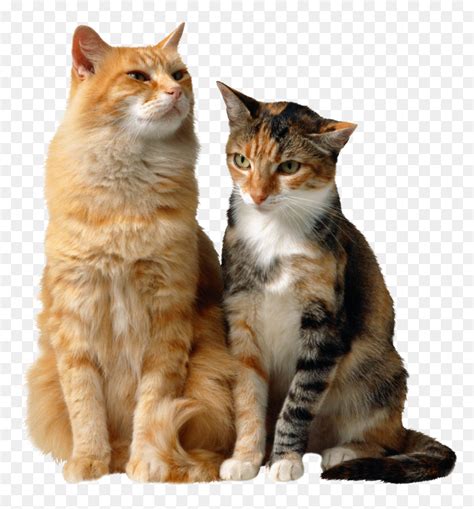 Cats Background Cat Transparent Two Cats Sitting Together Hd Png