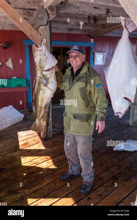 Fisherman With An Arctic Cod In Å A Small Fishing Village Specializing