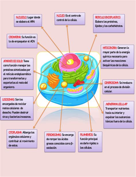 Esquema De Las Funciones De La Celula Esquemas Y Mapas Conceptuales