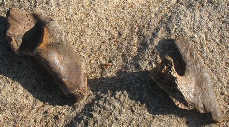We've shared to social media, but no luck on an id yet. Bones Found On Missouri River Sandbar - Fossil ID - The ...