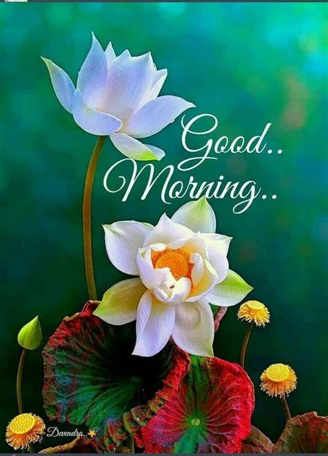 Download Good Morning Elegant Flower Picture Wallpapers Com