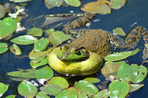 We did not find results for: 25++ Gambar Katak Hijau - Gambar Tulisan