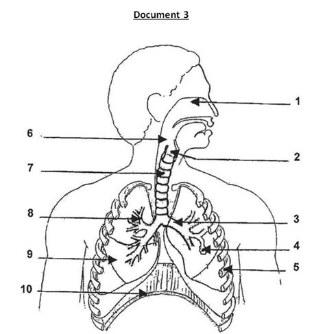 33 best IEF images on Pinterest | Anatomy, Anatomy reference and Ap biology