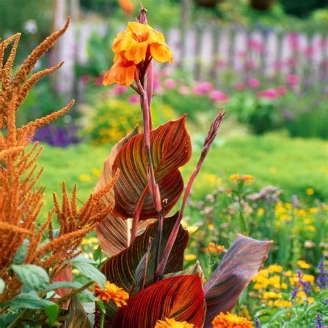 Maybe you would like to learn more about one of these? Plant Canna Lilies, Get Big Canna Energy, Make People ...