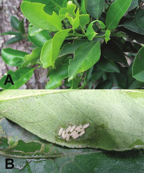 Die ursachen eines enophthalmus sind vielgestaltig. Exophthalmus cupreipes herbivory (A) and mass eggs (B) on ...