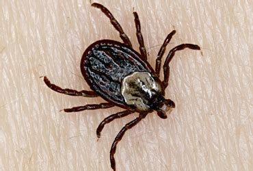 Bugs bee gone is a full service pest control company located in davisburg, mi servicing clarkston, waterford, holly, grand blanc, fenton, milford, ortonville, oxford, white lake, commerce, birmingham, west bloomfield, bloomfield hills, troy, rochester. Ticks Fleas Pest Control in Queens NY