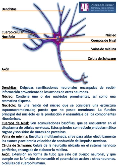 Ilustracion Neurociencias Neurona Asociaci N Educar Ciencias Y