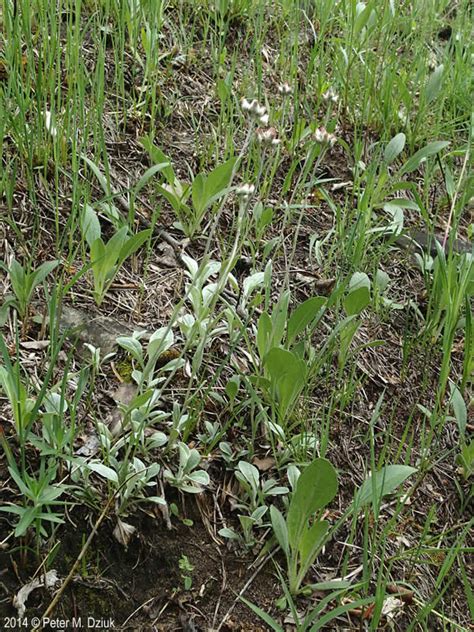Antennaria Plantaginifolia Plantain Leaved Pussytoes Minnesota