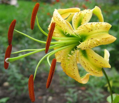 Hoy en día los híbridos de algunas especies de plantas como las orquídeas, se producen en masa ya que generan flores vistosas lo que los hace muy. Liliaceae - Wikipedia, la enciclopedia libre