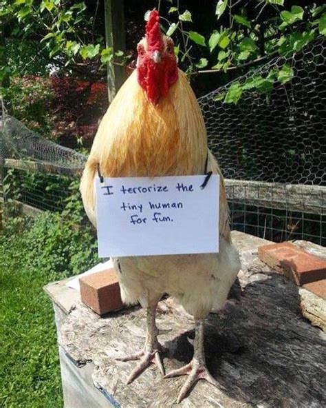 Pin By Sonya Kunkle On Critter Comedy Chicken Humor Animal Shaming