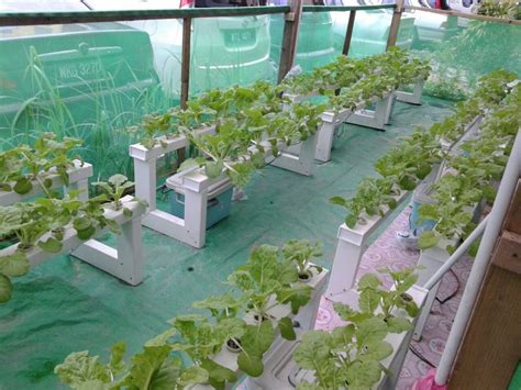 Hal ini sangat berguna untuk menjaga buah/sayuran yang anda tanam dapat dipetik dalam kondisi sehat dan terbebas dari hama. 5 Kaedah Mudah Tanam Sayur Sesuai Untuk Rumah Di Bandar ...