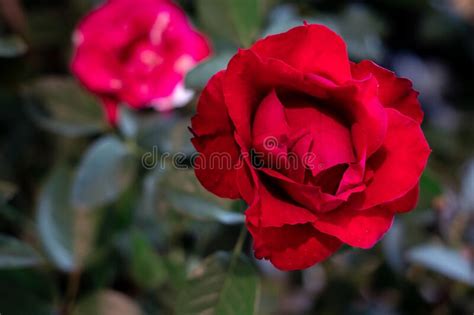 Red Rose The Symbol Of Love And Valentine Stock Image Image Of Macro
