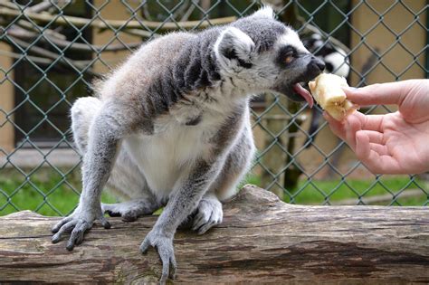 Raritätenzoo Ebbs In Kufstein