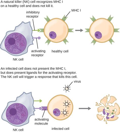 Cellular Defenses Microbiology