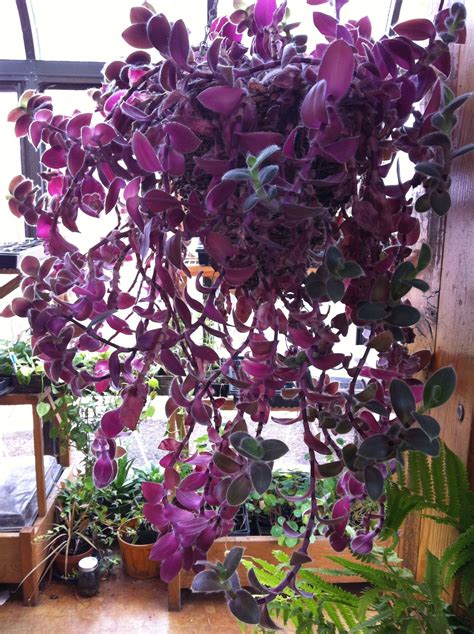 17 Hanging Plant With Purple Flowers Seeds Images Hd