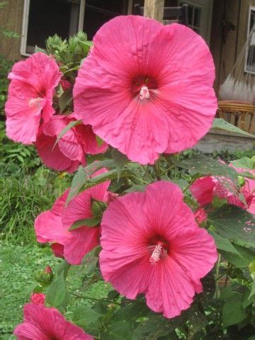 Содержание do hibiscus plants have deep roots? I love these hardy hibiscus that come back every year ...