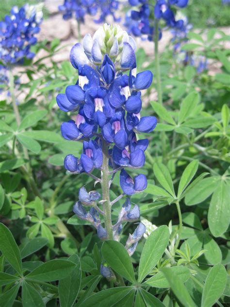 Top notch flowers san mateo. Bluebonnet (San Angelo, 2012) | San angelo, Mother nature ...