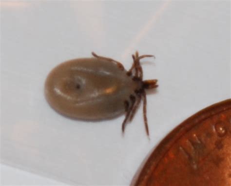 Found Engorged Tick On Dogs Head