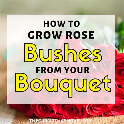 It doesn't take much space and with a few key all you'll need to do is pull out the ones you don't want. 3 Simple Steps to Grow Roses from Cut Flowers | The Girl ...