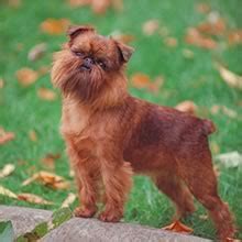 Brussels griffons, belgian griffons, petit brabancons. PuppyFind | Brussels Griffon Puppies for Sale