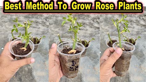 How To Grow Rose Plants From Cuttings L Best Winter Season