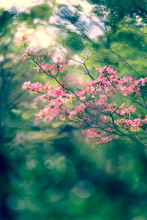 Free Images Landscape Tree Nature Grass Branch Blossom Light