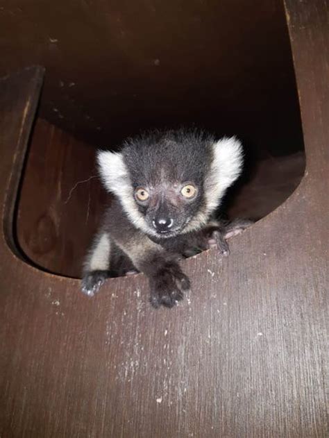 Joy As Critically Endangered Baby Lemur Born At Dudley Zoo Express And Star