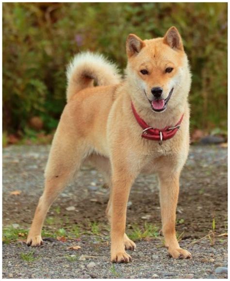 Hokkaido Dog Animals Breeds