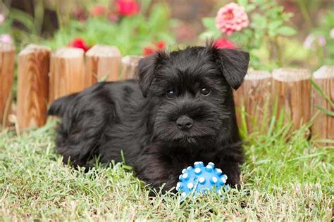 Generally very healthy, but known. Miniature Schnauzer - Information, Photos, Characteristics ...
