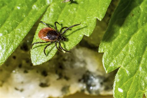 Dog owners know that the only way to avoid an infestation to keep your doggo protected from parasites. How To Keep Ticks Out Of Your Yard And Garden - The Plant ...