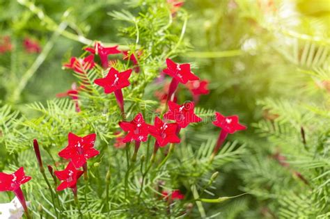 Star Ipomoea Is Tiny Red Flowers Star Shaped And Vine Stock Photo