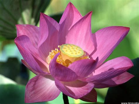 Purple Lotus Flower