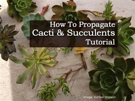 There are other ones that are short, there ones that you can put in a little pot in your house. Pin by Suzanne Camerer on Succulent Fun | Succulents ...