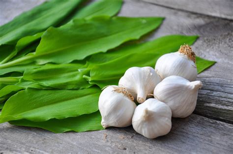 The Natural Health Benefits of Garlic - Seniors Lifestyle Magazine