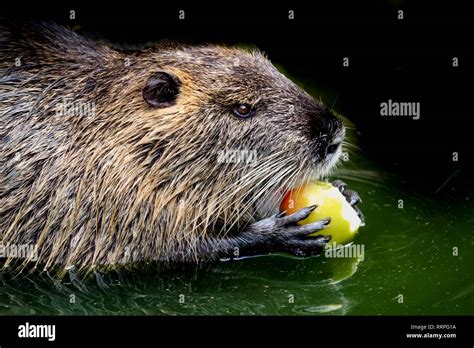 Beaver Eating High Resolution Stock Photography And Images Alamy